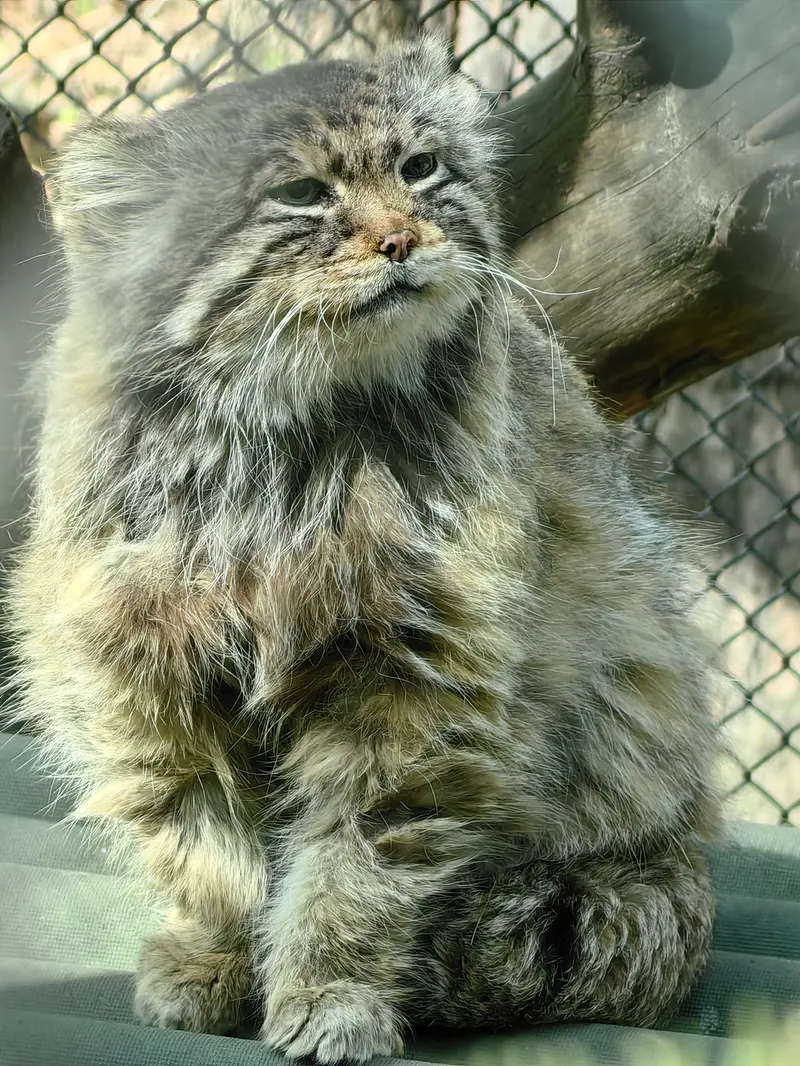 ノヴォシビルスク動物園のゼレノゴルスクの写真