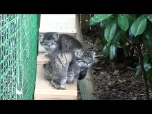 ビッグ・キャット・サンクチュアリのシヴァ、トゥーラとアドゥヴァの動画
