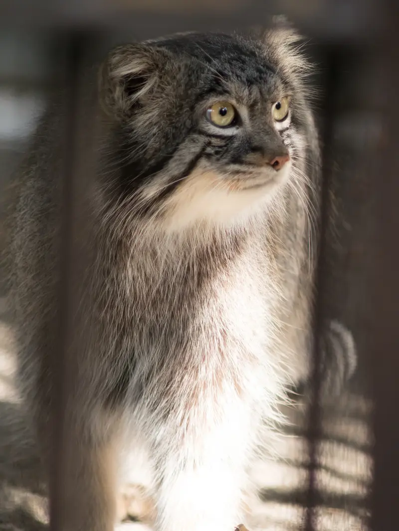 野毛山動物園のフィーガの写真