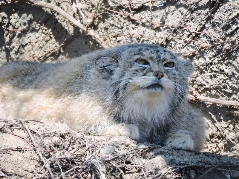 リンカーン・パーク動物園のバディの写真