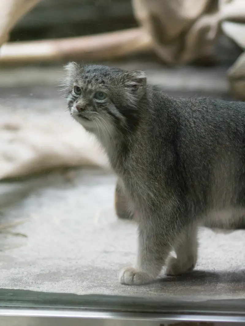 恩賜上野動物園のクリョンの写真