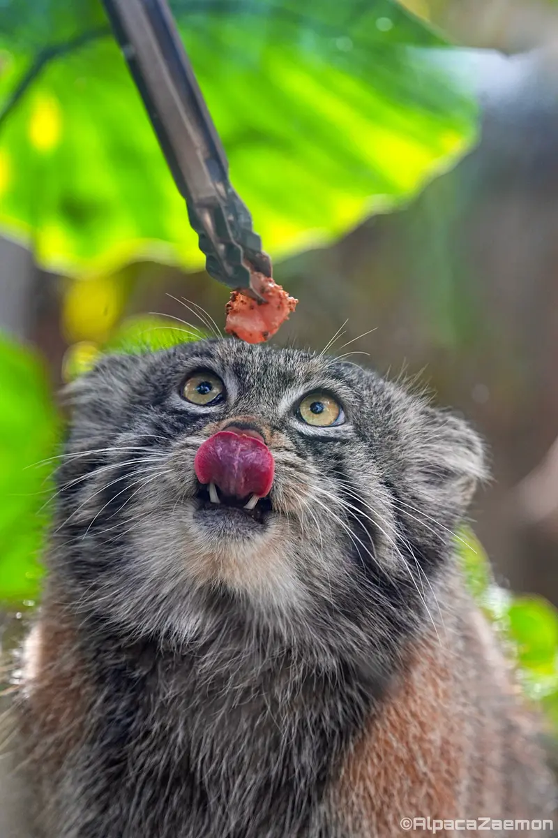 神戸どうぶつ王国のナルの写真