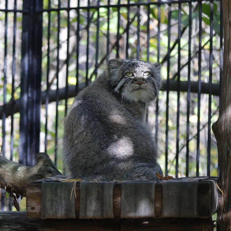 ノヴォシビルスク動物園のシルヴェスターの写真