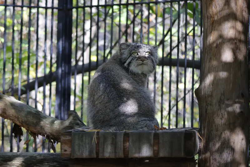 ノヴォシビルスク動物園のシルヴェスターの写真