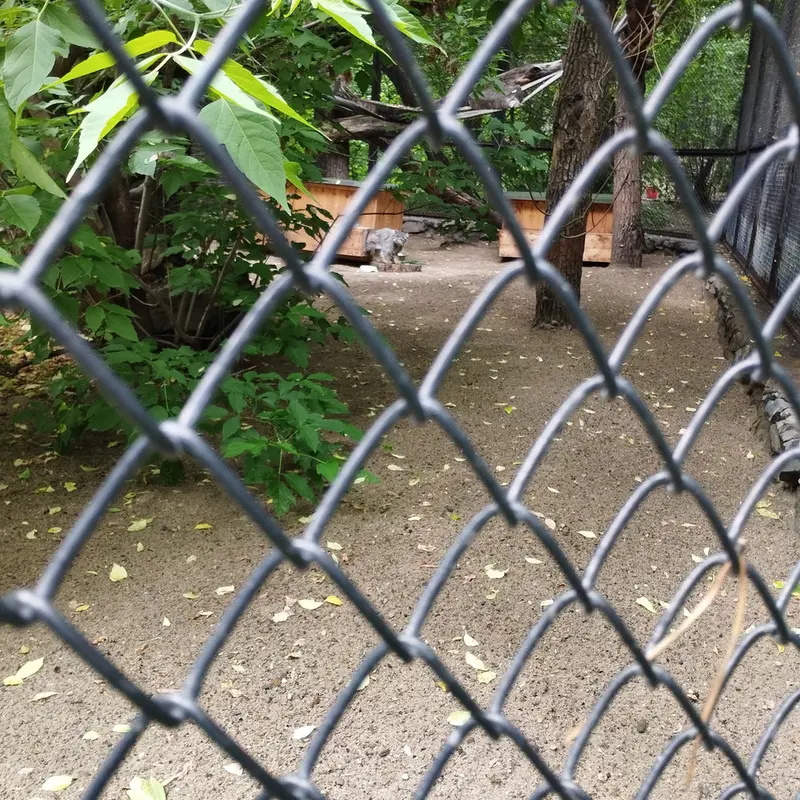 ノヴォシビルスク動物園のスネジンカの写真