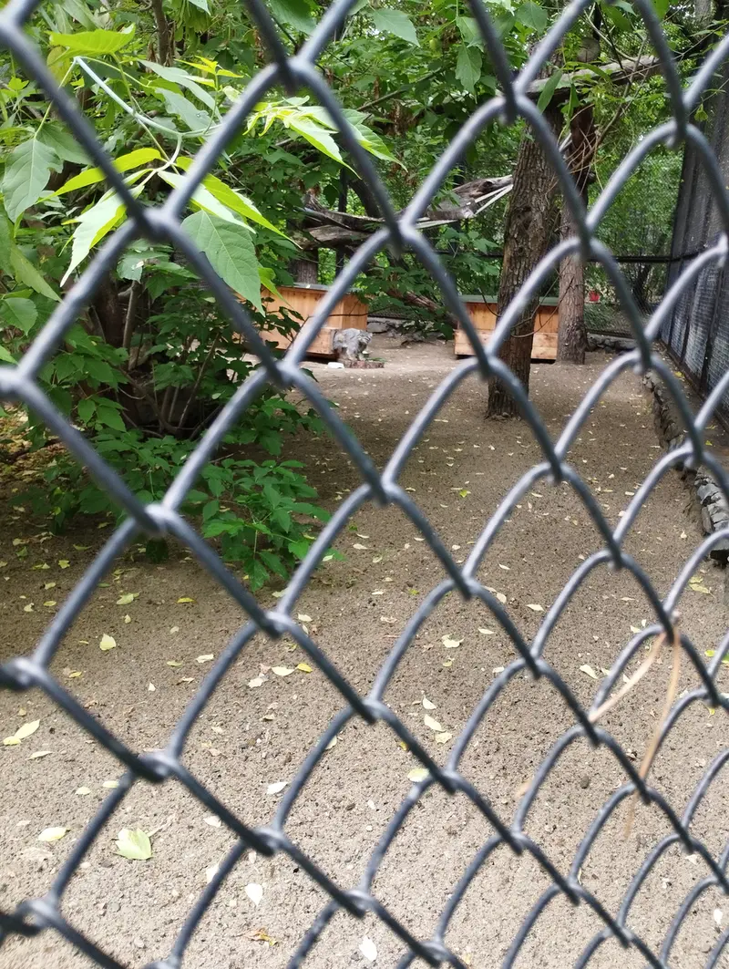 ノヴォシビルスク動物園のスネジンカの写真
