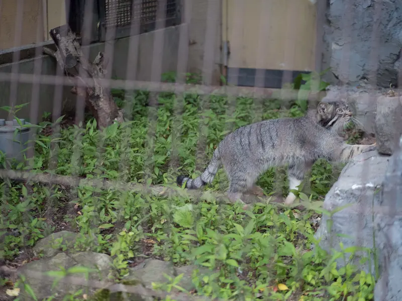 旭山動物園のヒデの写真