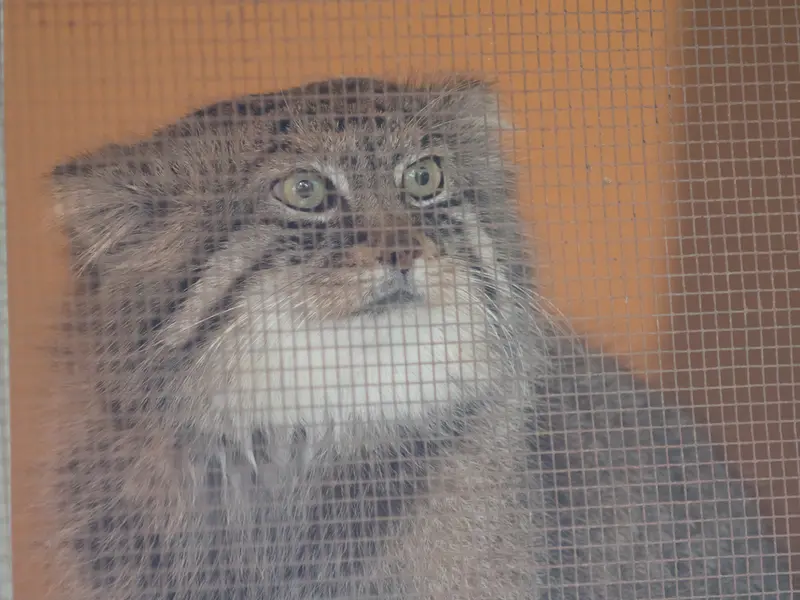 埼玉県こども動物自然公園のロータスの写真