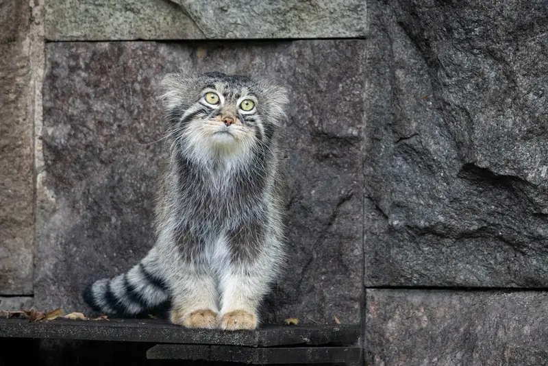 モスクワ動物園のティモフェイの写真