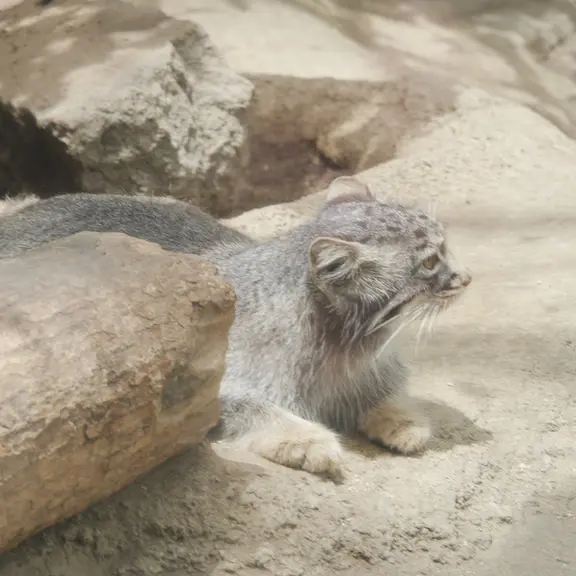 神戸どうぶつ王国のマヌルネコの写真