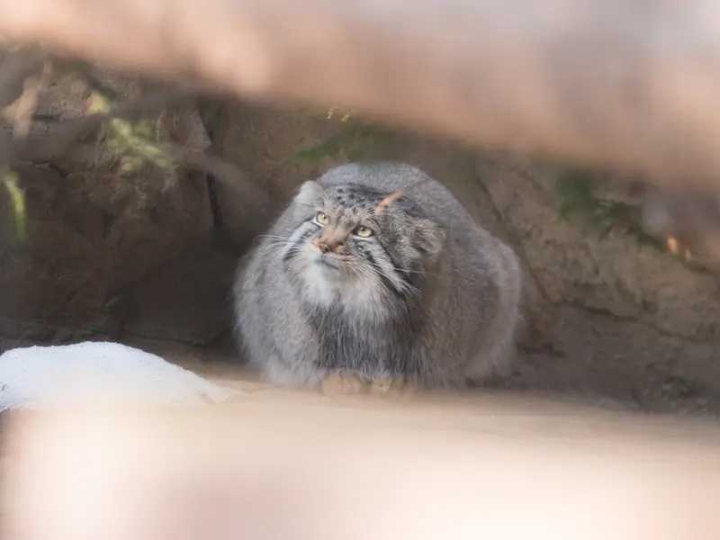 那須どうぶつ王国のナゴムの写真