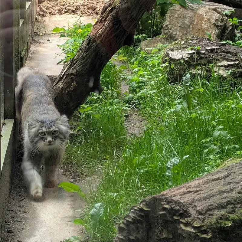 コシツェ動物園のアイセンの写真