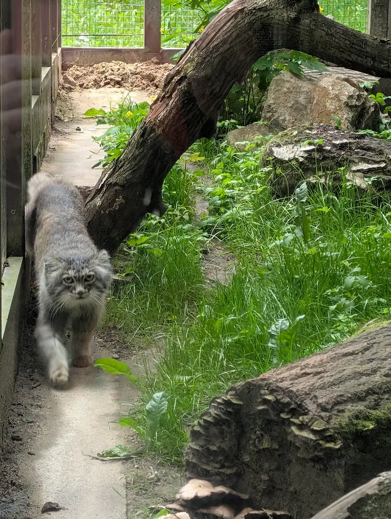 コシツェ動物園のアイセンの写真