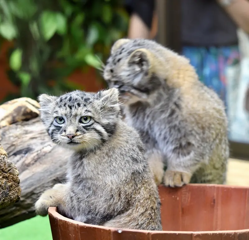 那須どうぶつ王国のアズの写真