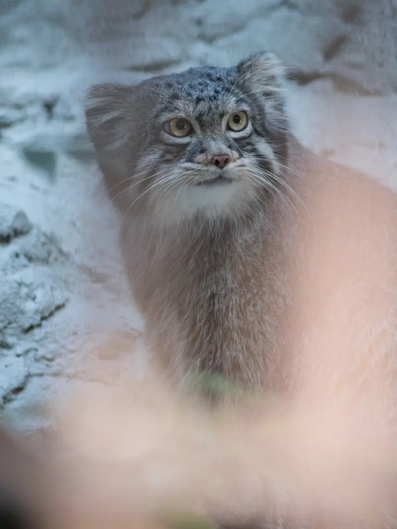 野毛山動物園のフィーガの写真