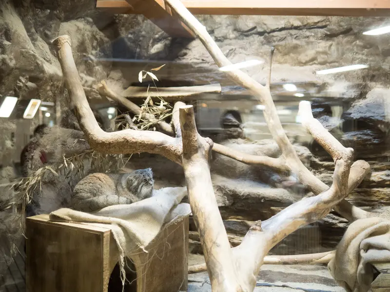 恩賜上野動物園のクリョンの写真