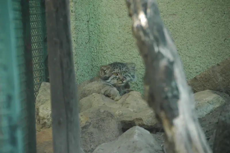 ブダペスト動物園・植物園のボリス Ⅱの写真
