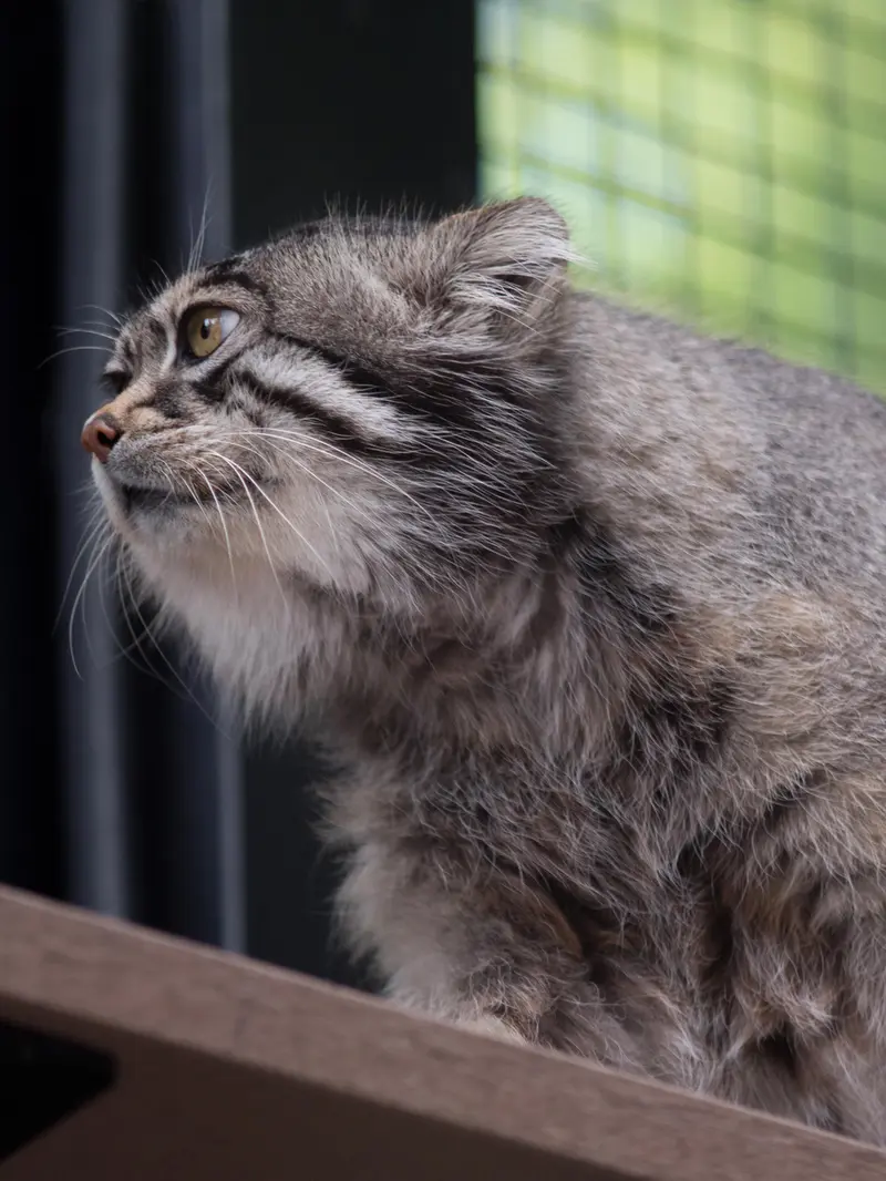 旭山動物園のグルーシャの写真