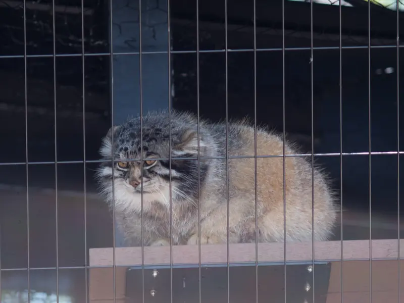 旭山動物園のグルーシャの写真