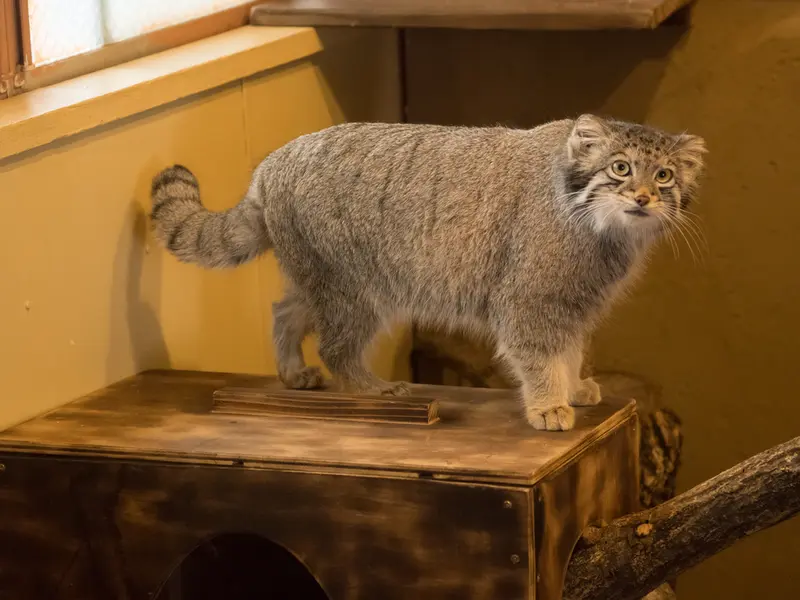埼玉県こども動物自然公園のオトの写真