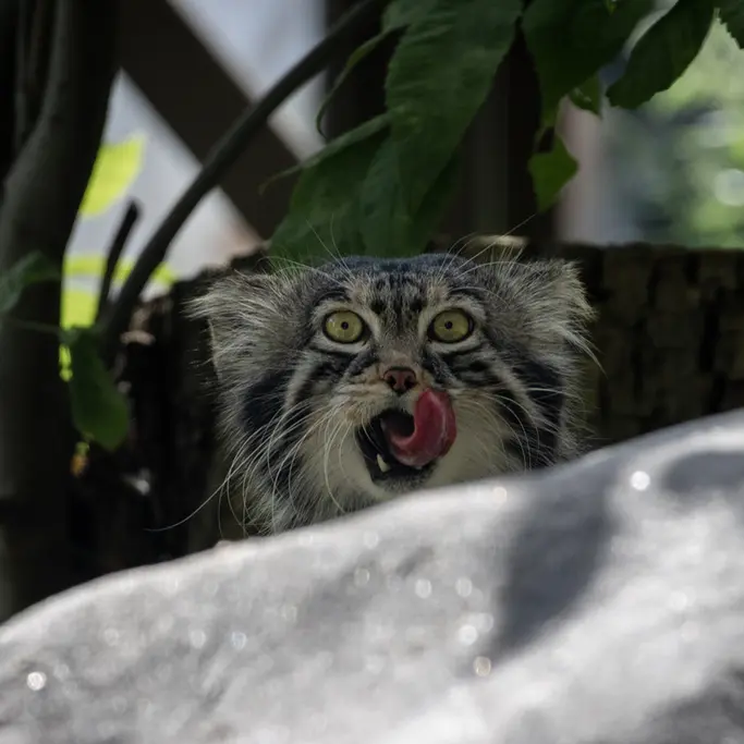 モスクワ動物園のティモフェイの写真