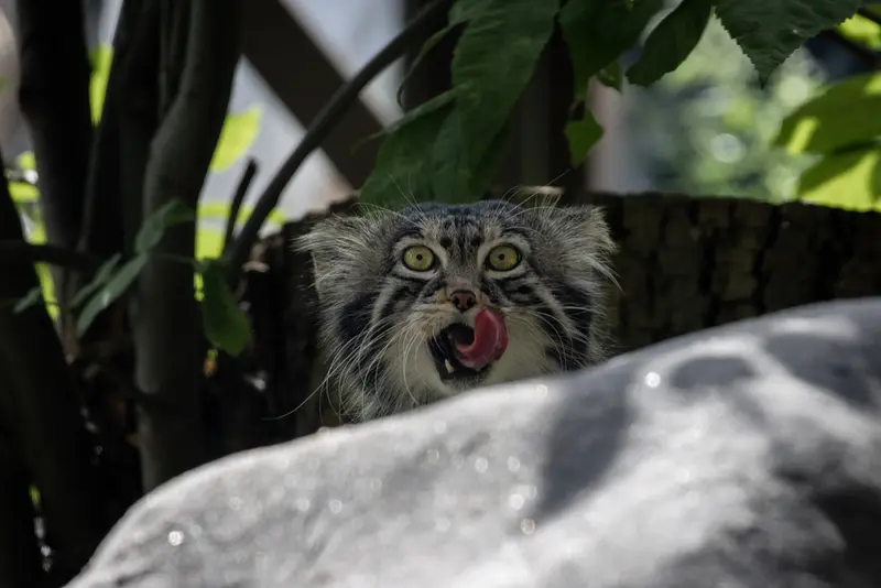モスクワ動物園のティモフェイの写真
