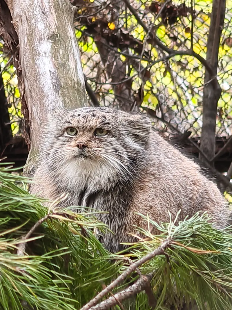 ノヴォシビルスク動物園のミアの写真