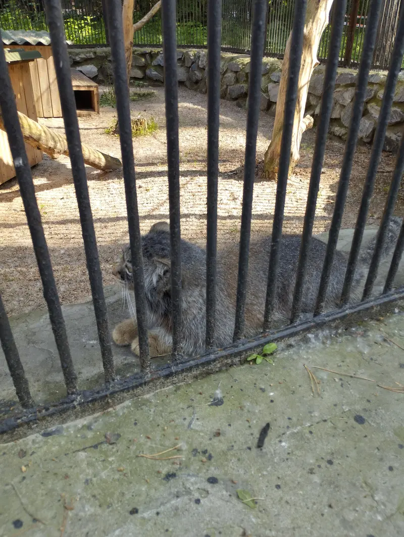 ノヴォシビルスク動物園のマヌルネコの写真