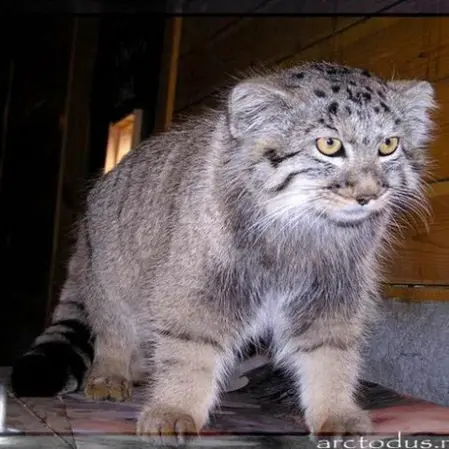 レニングラード動物園のスノークの写真