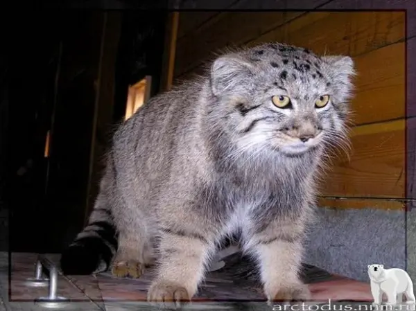 レニングラード動物園のスノークの写真