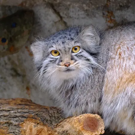 コロンバス動物園・水族館のオルダの写真