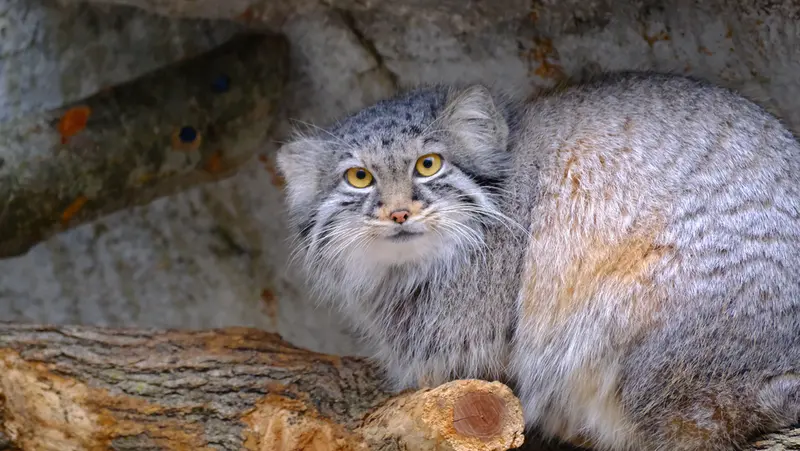 コロンバス動物園・水族館のオルダの写真