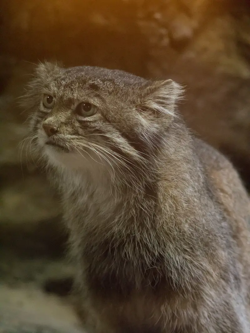 恩賜上野動物園のクリョンの写真