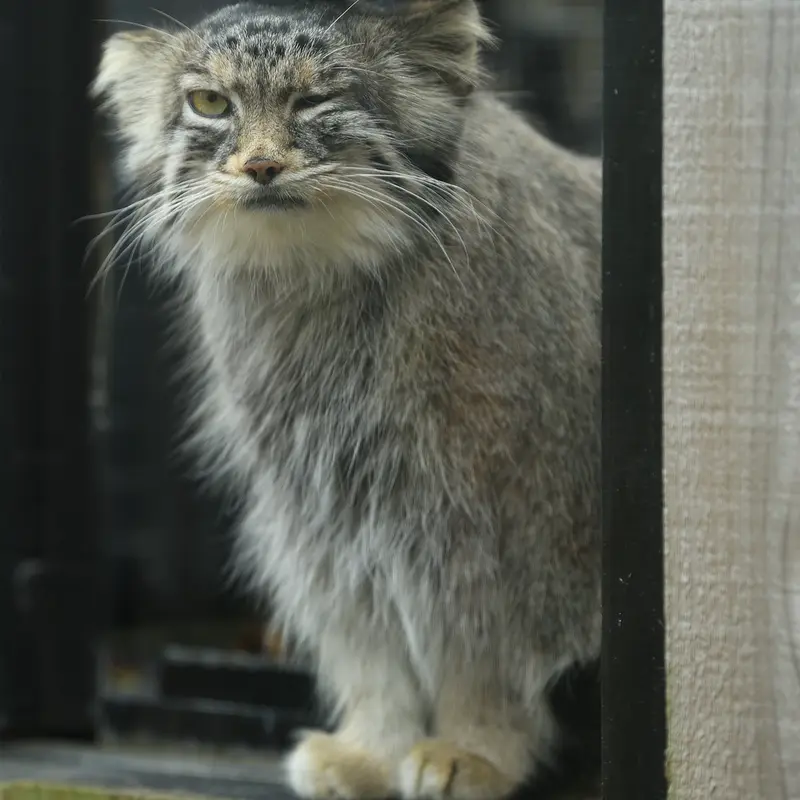 埼玉県こども動物自然公園のオリーヴァの写真