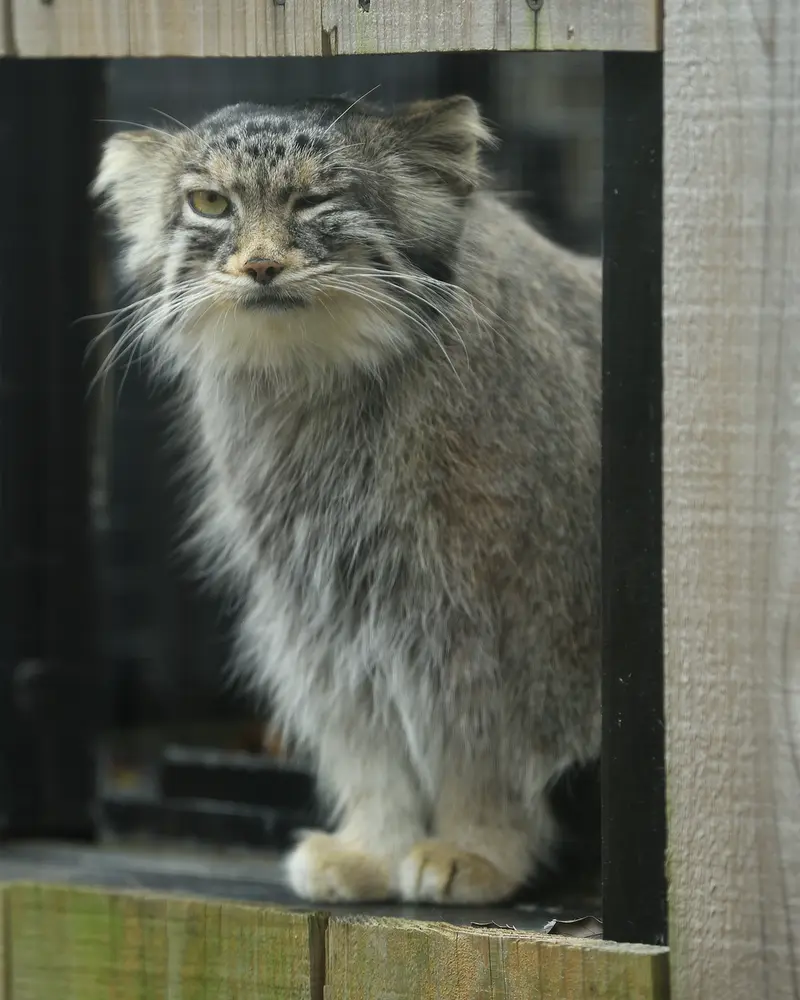 埼玉県こども動物自然公園のオリーヴァの写真