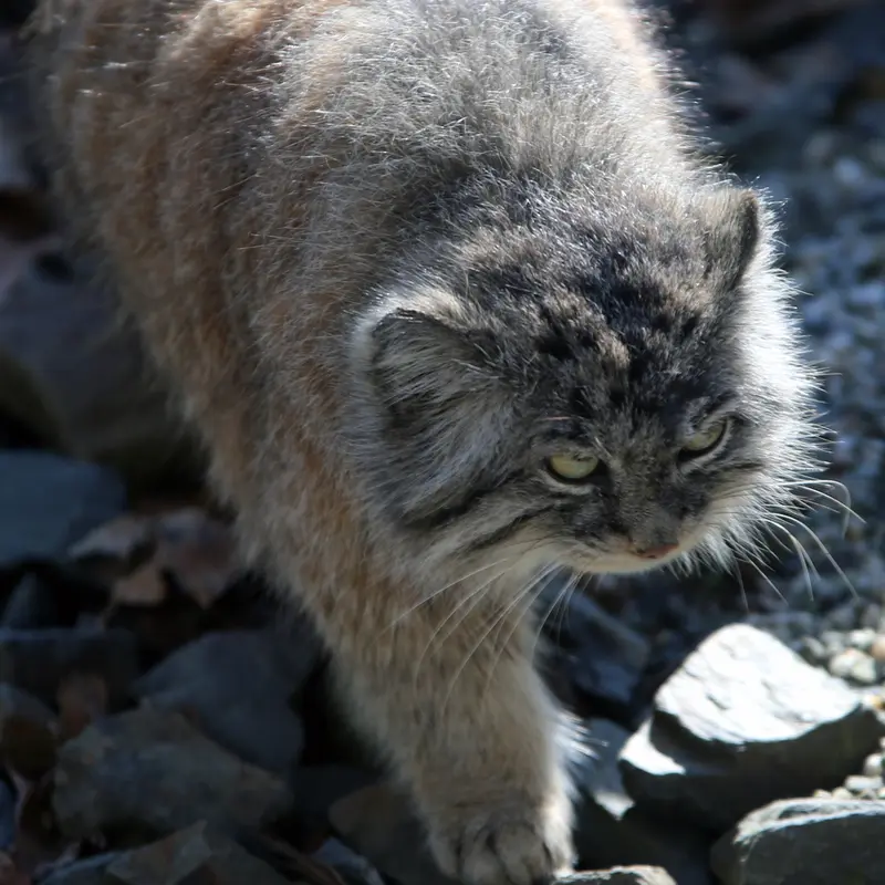 オストラヴァ動物園のモイラの写真