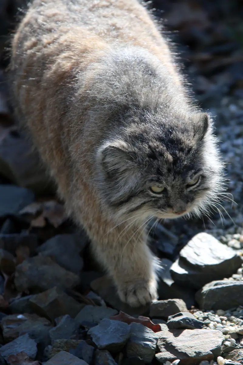オストラヴァ動物園のモイラの写真