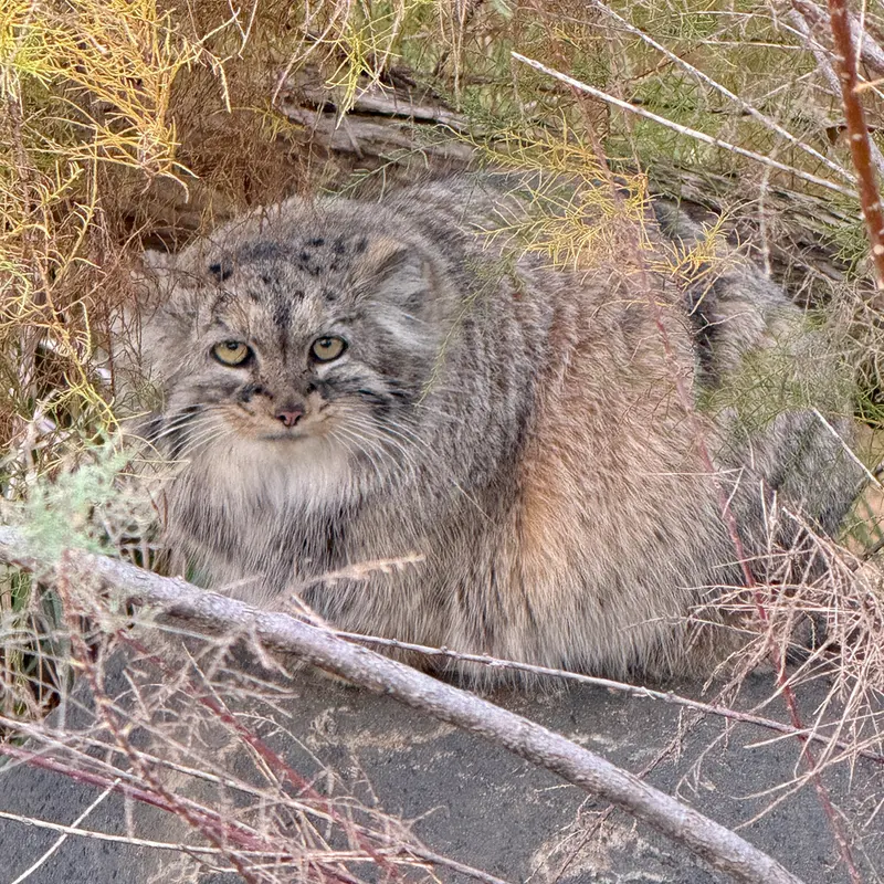 プラハ動物園のプリンセッサの写真