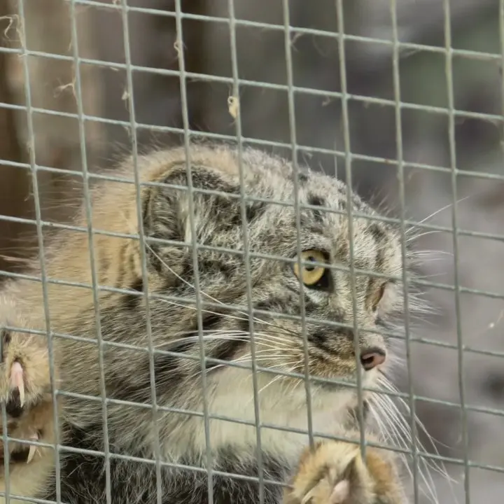コシツェ動物園のアラニの子（2026年生まれ）Ⅱの写真