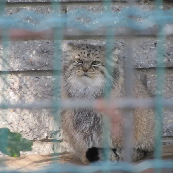 マクデブルク動物園のマヌエラの写真