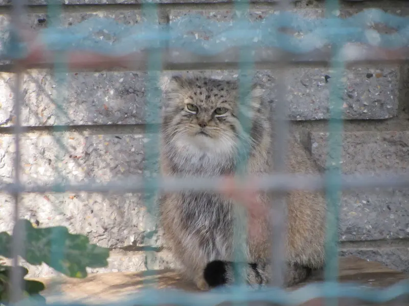 マクデブルク動物園のマヌエラの写真