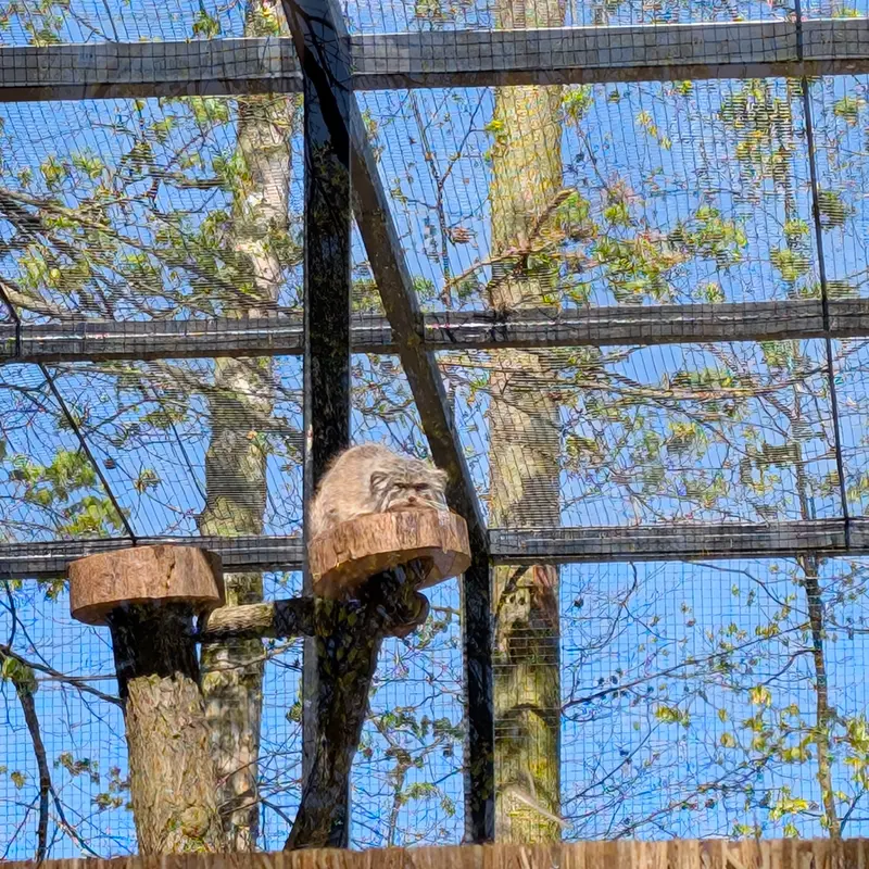 グダニスク動物園のマヌエルの写真
