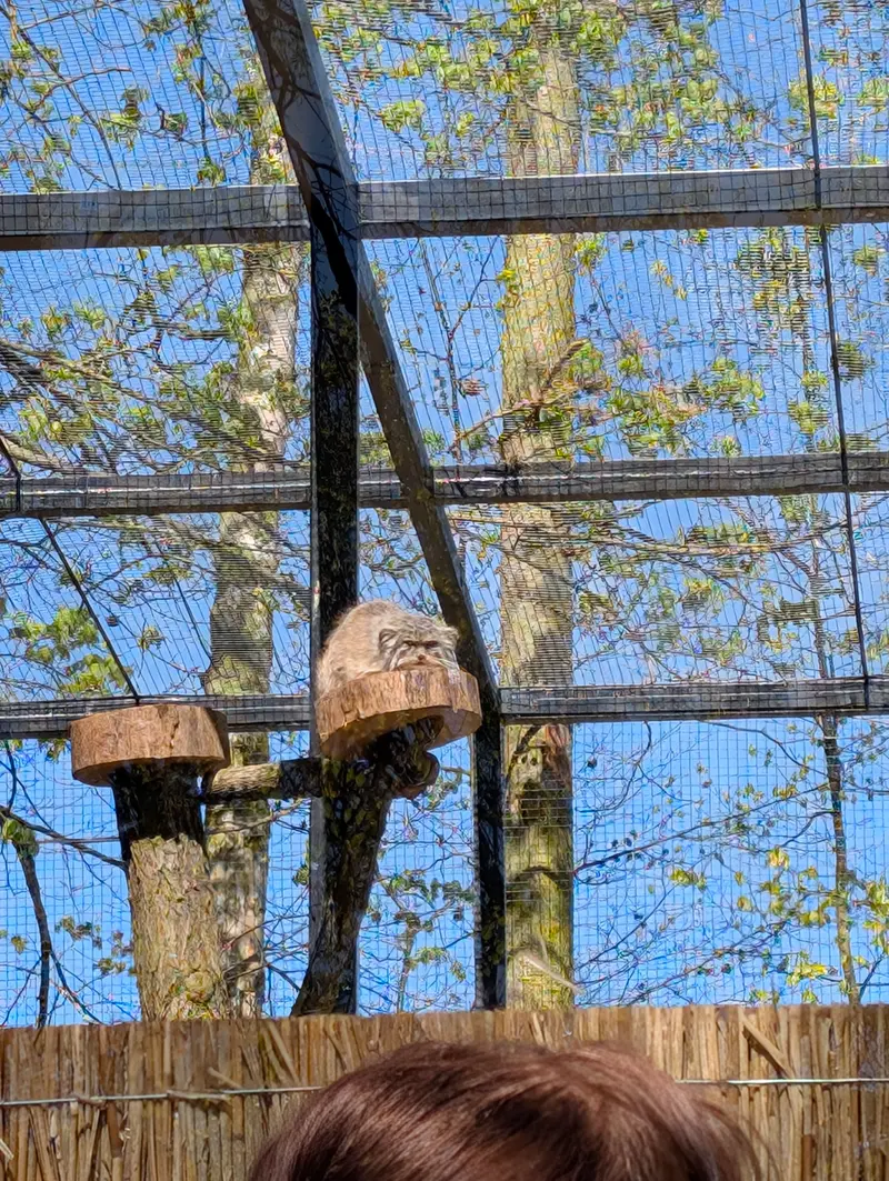 グダニスク動物園のマヌエルの写真