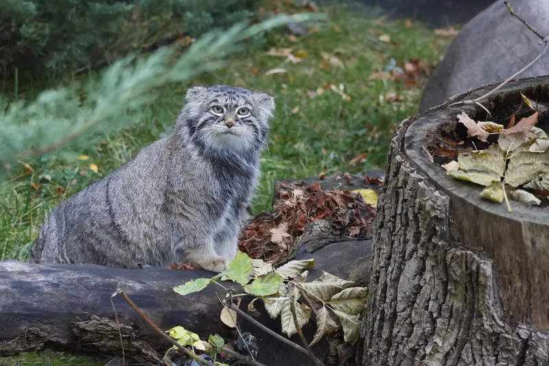 モスクワ動物園のティモフェイの写真
