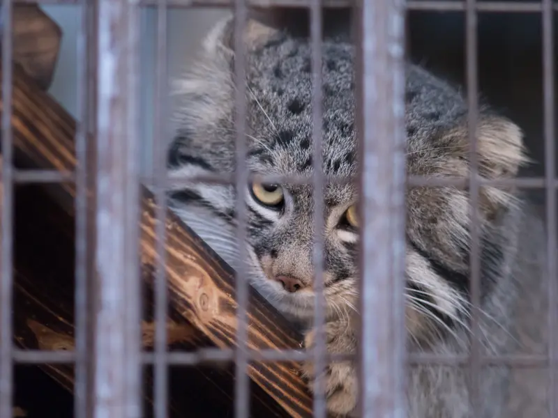 野毛山動物園のフィーガの写真