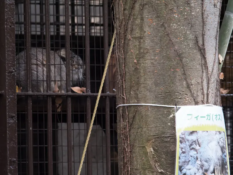 野毛山動物園のフィーガの写真