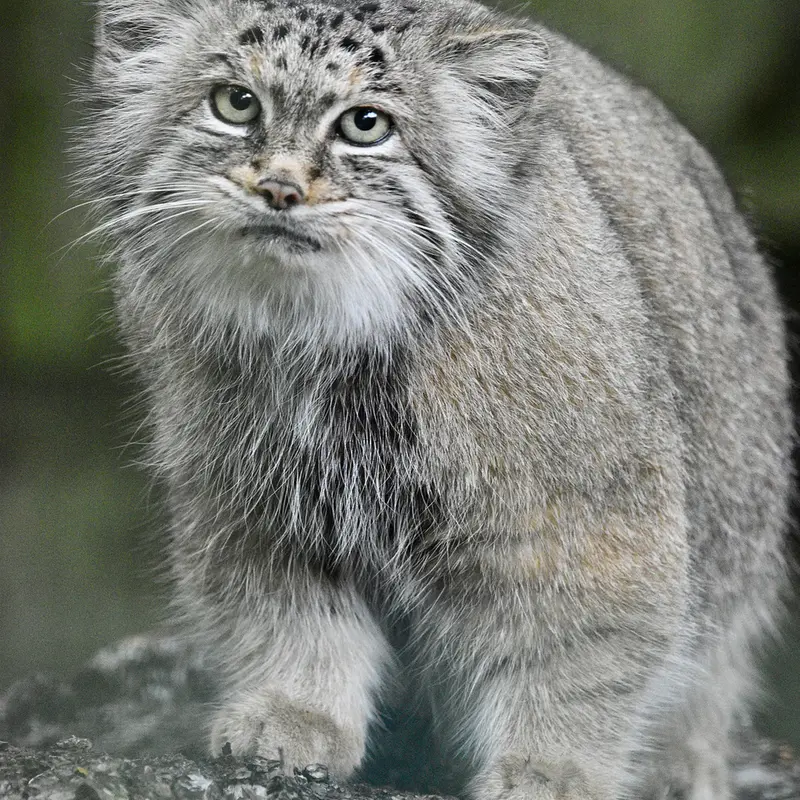 ティアパーク・ベルリンのマネキーネコの写真