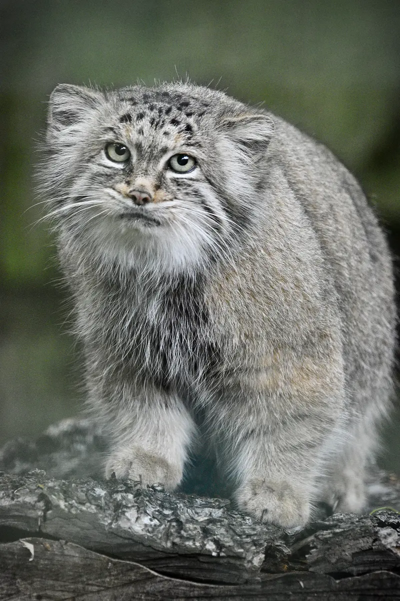 ティアパーク・ベルリンのマネキーネコの写真