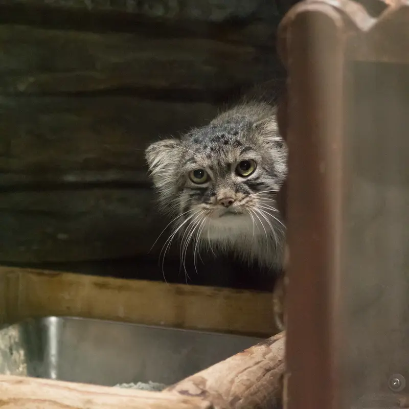 恩賜上野動物園のサフランの写真