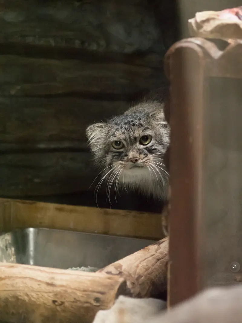 恩賜上野動物園のサフランの写真